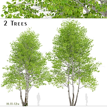 Himalayan Birch Tree Set (2 Trees) 3D model image 1 