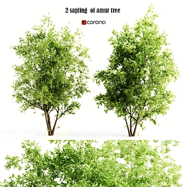 Amur Saplings: 2 For Thriving! 3D model image 1 