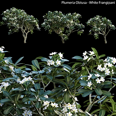 Elegant White Plumeria 3D Model 3D model image 1 