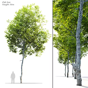 Majestic Oak Tree: Vray Material Library, 14m Height 3D model image 1 