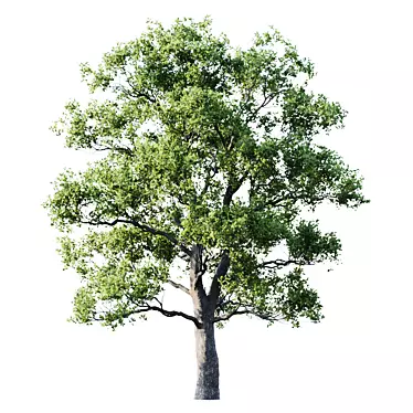 Premium Oak 25m Wood Panels 3D model image 1 