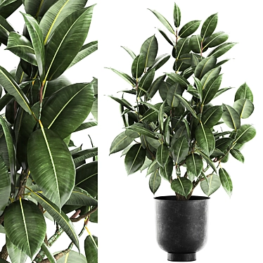 Tropical Plant Collection: Exotic Ficus Elastica in Vig Planter 3D model image 1 
