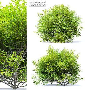 Thriving Huckleberry Bush Bundle 3D model image 1 