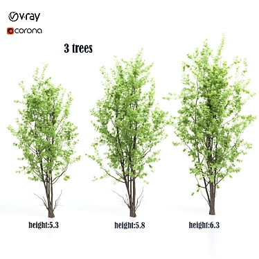 Amelanchier: Stunning Polygon Trees 3D model image 1 