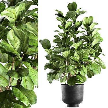 Tropical Plant Collection: Exotic Ficus Lyrata in Vig Planter 3D model image 1 