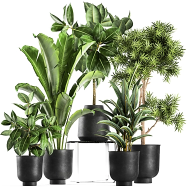 Tropical Plant Collection: Exotic Ficus, Banana Palm, and Strelitzia 3D model image 1 