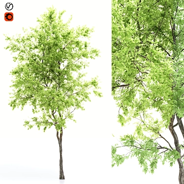 Elevated Elder Tree: Polys 555,232 3D model image 1 