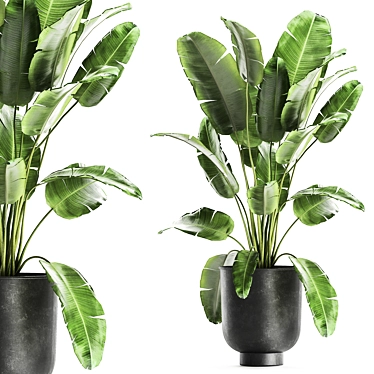 Exotic Plant Collection | Tropical & Indoor Plants 3D model image 1 