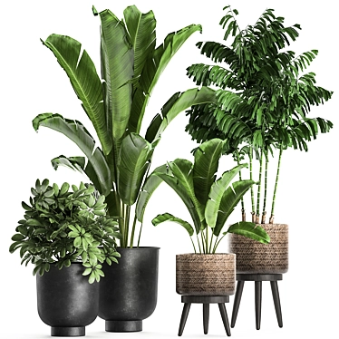 Tropical Plant Collection: Banana Palm, Ravenala, Strelitzia, Schefflera & Chamaedorea 3D model image 1 