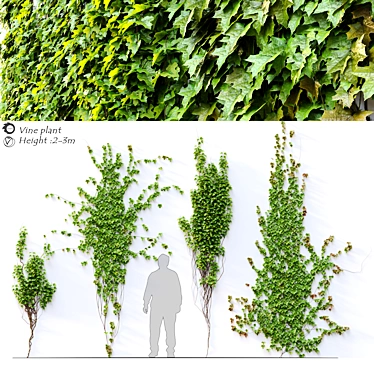 4-in-1 Vine Plant: Lush and Tall 3D model image 1 