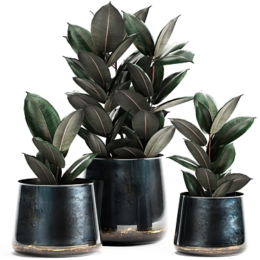 Tropical Plant Collection: Ficus Abidjan in Artizan Iron Pot 3D model image 1 