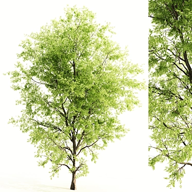Ash Tree: 9.7m Height, 638,217 Polys 3D model image 1 
