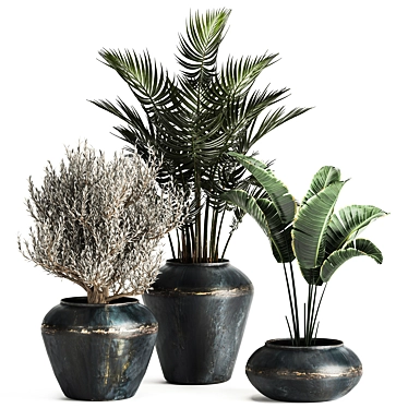Tropical Plant Collection: Olive, Hovewa Palm, Metal Pot 3D model image 1 