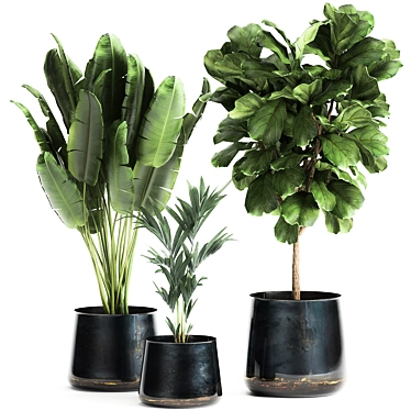 Tropical Plant Collection: Ficus Lyrata, Banana Palm 3D model image 1 