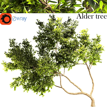 Lush Alder Tree: A Natural Beauty 3D model image 1 