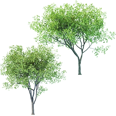 Versatile Poly Tree for Landscaping 3D model image 1 