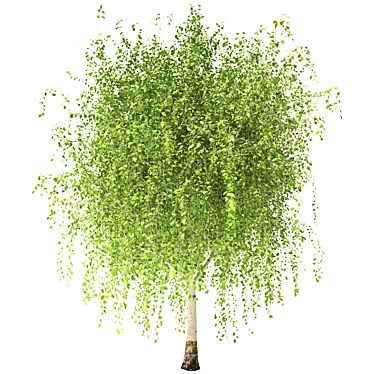 Russian Birch Tree 3D Model 3D model image 1 