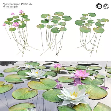 Nymphaeaceae Water Lily: Versatile Aquatic Perfection 3D model image 1 