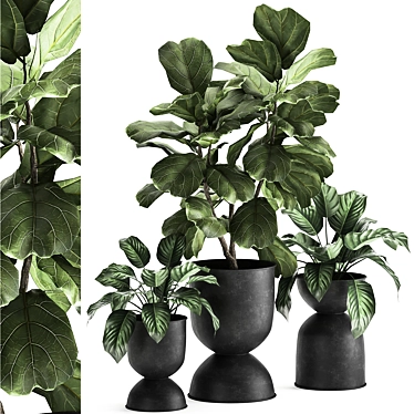 Tropical Ficus Collection: Exotic Plants for Indoor and Outdoor Decor 3D model image 1 