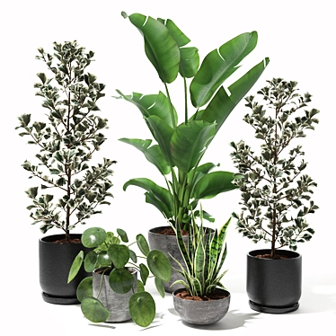 Tropical Plant Set: Sansevieria, Japanese Banana, Ficus, Pilea 3D model image 1 