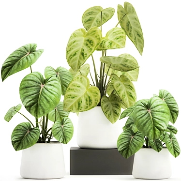 Exotic Indoor & Outdoor Plant Collection 3D model image 1 
