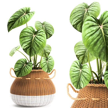 Exotic Plant Collection in White Baskets 3D model image 1 