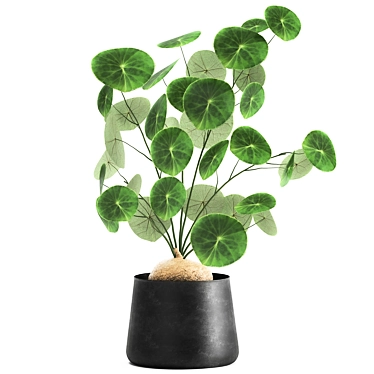 Exotic Black Pot Plant Collection 3D model image 1 