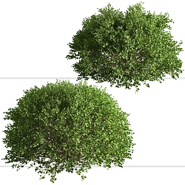 3-Piece Boxwood Shrub Set: Elegant & Evergreen 3D model image 1 