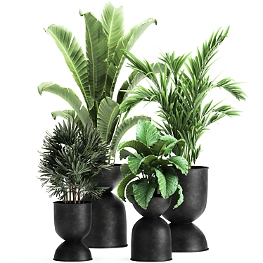 Exotic Plant Collection: Alocasia, Strelitzia, Banana Palm 3D model image 1 