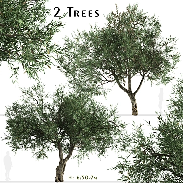 Mediterranean Duo: 2 Olive Trees 3D model image 1 