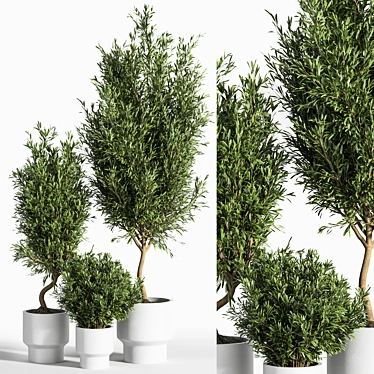 Natural Olive Indoor Plant Set 3D model image 1 