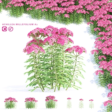 Yarrow Flowers | Achillea Millefolium #2 3D model image 1 