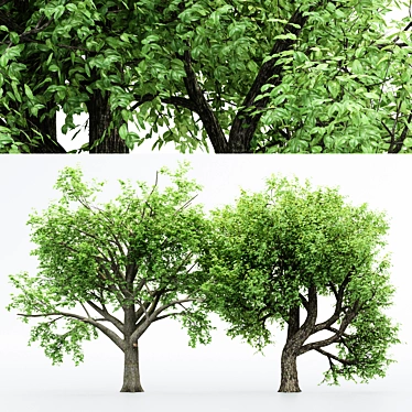 Dual Amur Cork - Broadleaf Trees 3D model image 1 