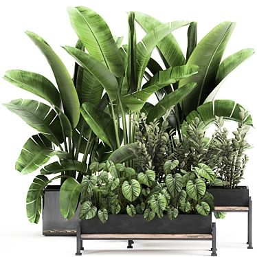 Tropical Plant Collection: Exotics for Indoor & Outdoor 3D model image 1 