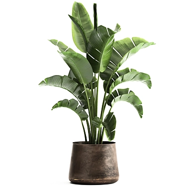 Tropical Plant Collection in Iron Pots 3D model image 1 