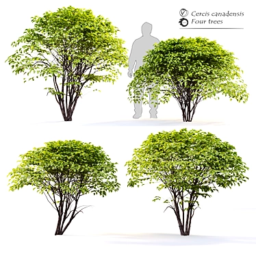 Eastern Redbud - 4 Stunning models 3D model image 1 