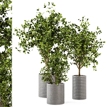 Versatile Indoor Plants Collection 3D model image 1 