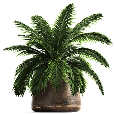 Exotic Plant Collection: Howea Forsteriana in Reclaimed Iron Coppa Pot 3D model image 1 