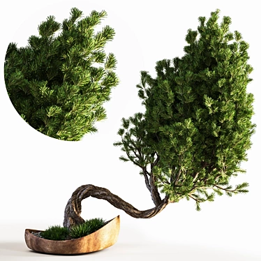 Bonsai Plant: Exquisite 2015 Version 3D model image 1 