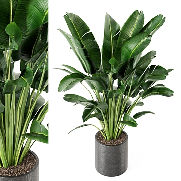 Green Oasis Indoor Plant Set 3D model image 1 