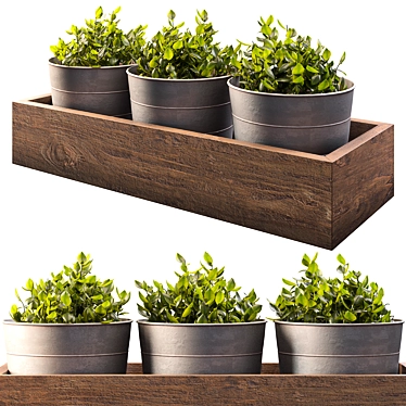 Wooden Box Indoor Plants 3D model image 1 