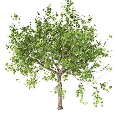 Premium Maple Tree: High-quality 3D Model 3D model image 1 