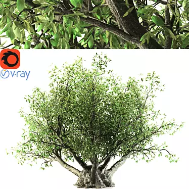 Towering Olive Tree - 8.5M 3D model image 1 