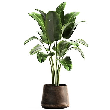 Tropical Plant Collection in Artisan Iron Pot 3D model image 1 