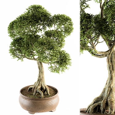 Indoor Bonsai Set - Broadleaf Beauty 3D model image 1 