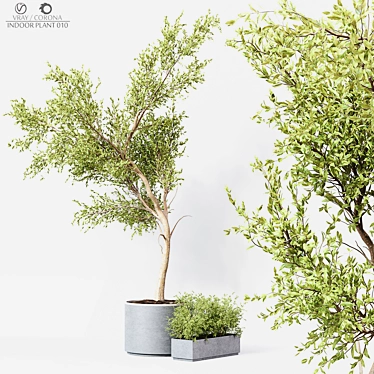 Premium Indoor Plant 010 3D model image 1 