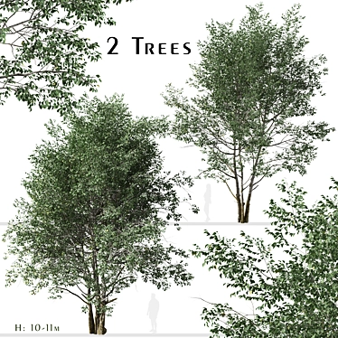 Elegant Downy Birch Tree Duo 3D model image 1 