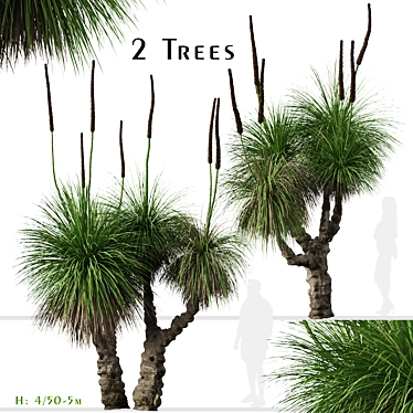 Xanthorrhoea Arborea: Set of 2 Broad-leafed Grass Trees 3D model image 1 