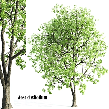 Acer CISSIFOLIUM - 3D Plant Model 3D model image 1 