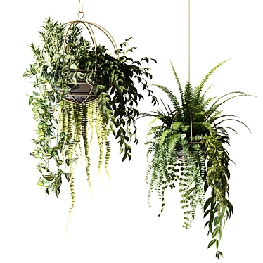 Green Delight: Hanging Pot Compositions with Ampelous Plants 3D model image 1 